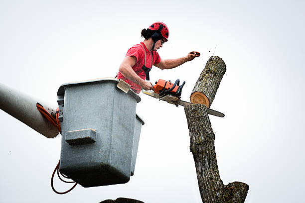 Best Seasonal Cleanup (Spring/Fall)  in USA